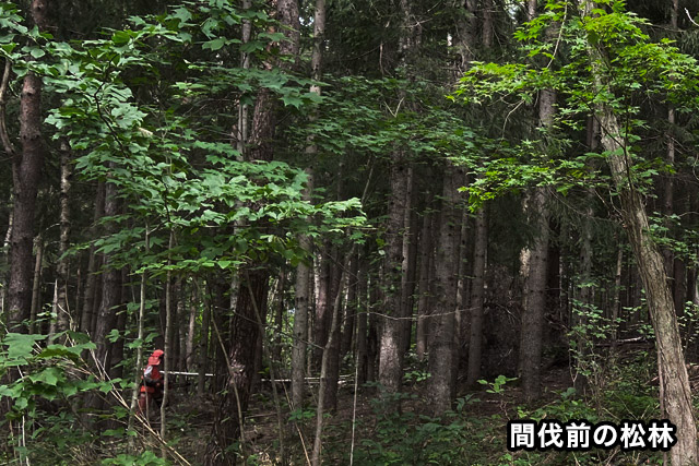 間伐前の松林