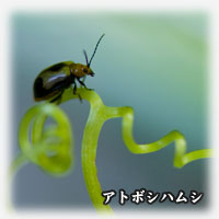 アトボシハムシ