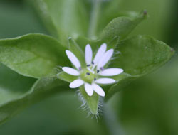 コハコベの花