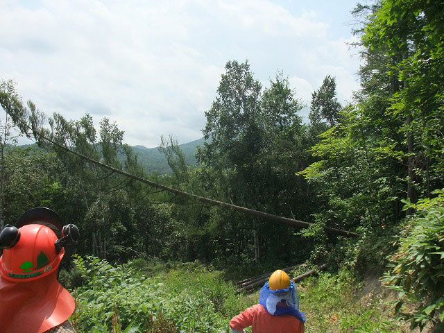 田嶋山林・伐倒