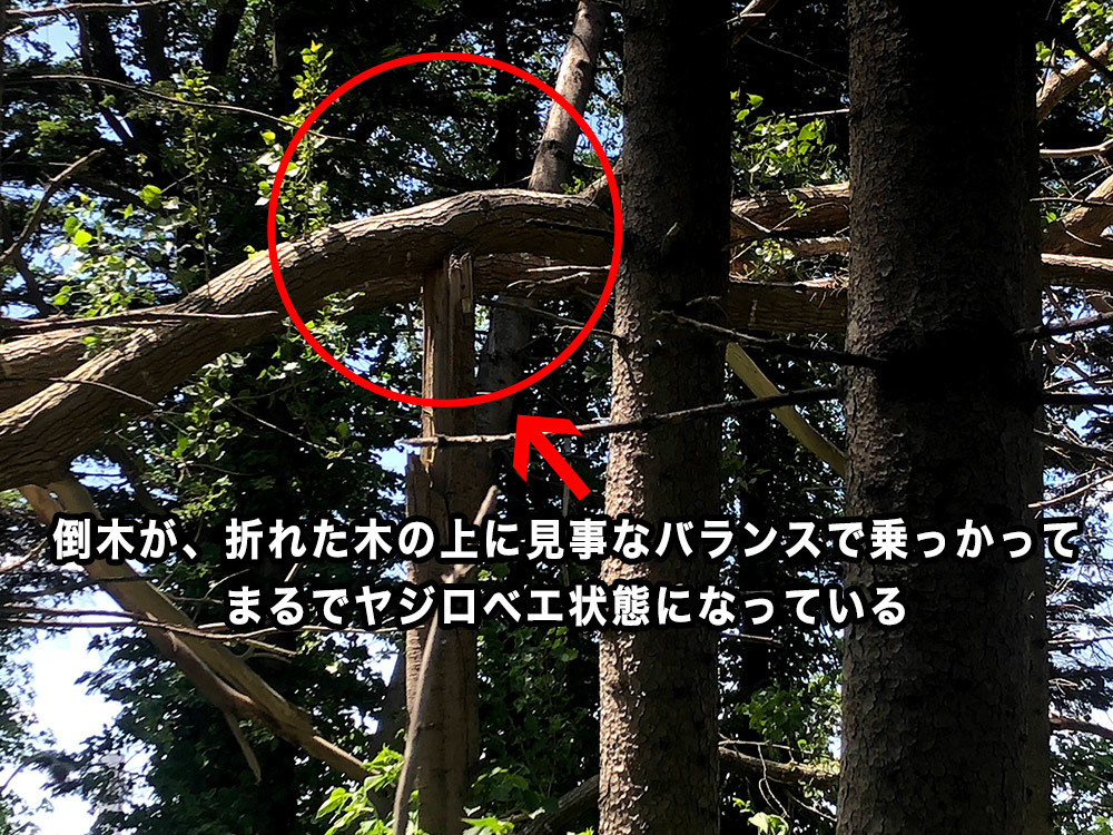 6/13（土）江別市の防風林　林風倒木・掛木処理_c0173813_14485871.jpg