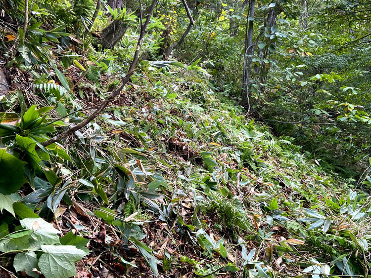 10月2日（土）髙川山林　作業道づくり・笹刈り_c0173813_09144043.jpg