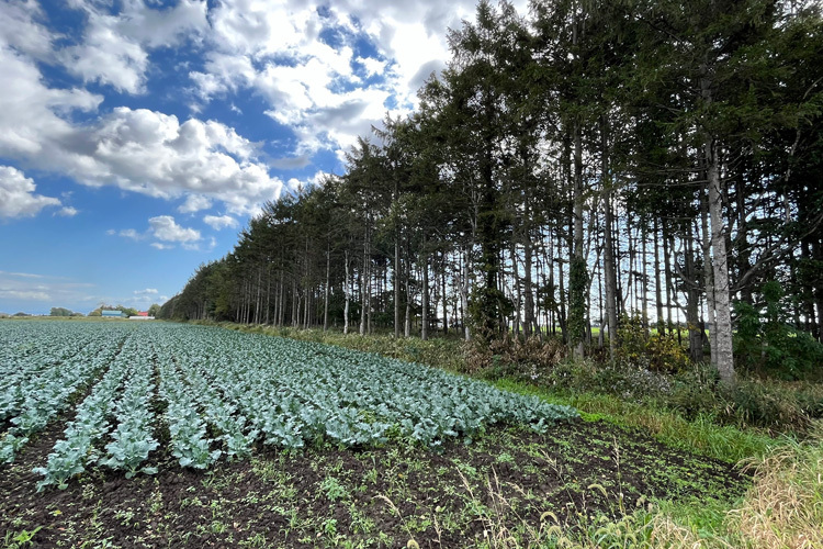 9/25（日）江別市防風保安林　整理伐_c0173813_10075436.jpg