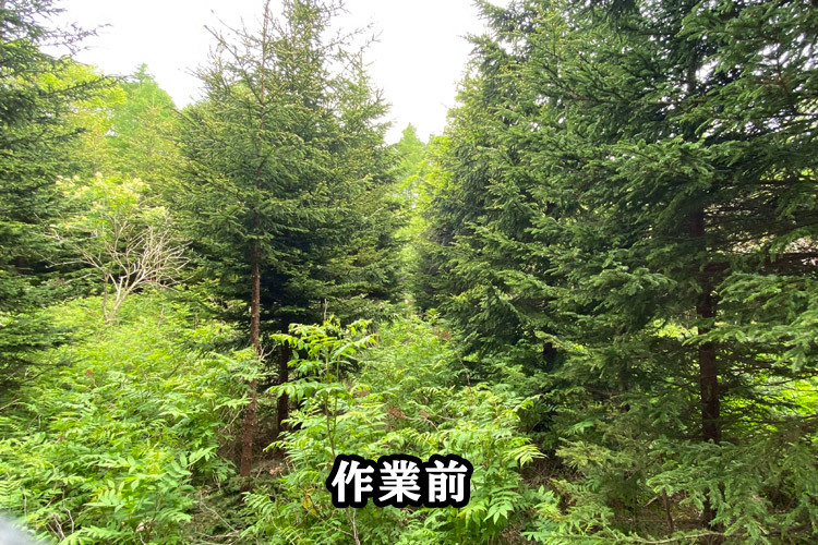 5月28日（日）北山山林　枝打ち_c0173813_15125593.jpg