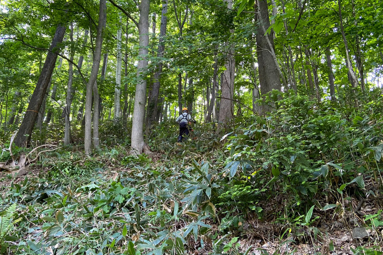 6月10日（土）髙川山林（ワオーの森）　道づくり・笹刈り_c0173813_09552185.jpg