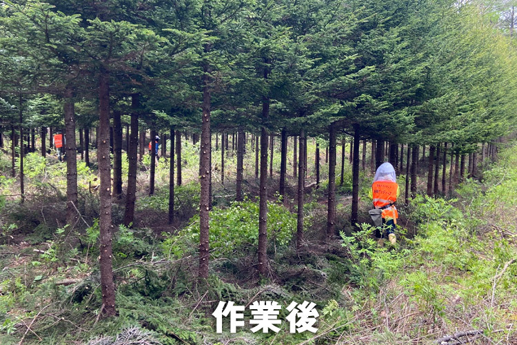 2024/5/11（土）北山山林　枝打ち_c0173813_10581437.jpg