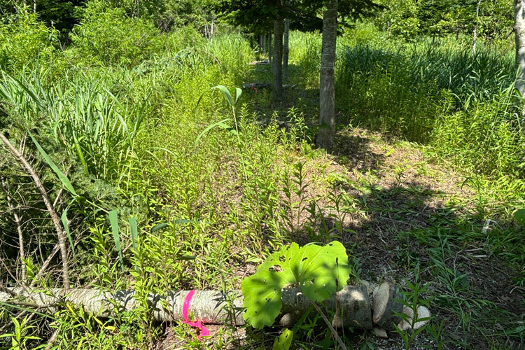 7月13日（土）22世紀の森　草刈り・間伐_c0173813_11083455.jpg