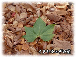 イタヤカエデの葉