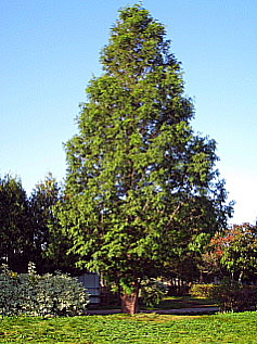 メタセコイアの木